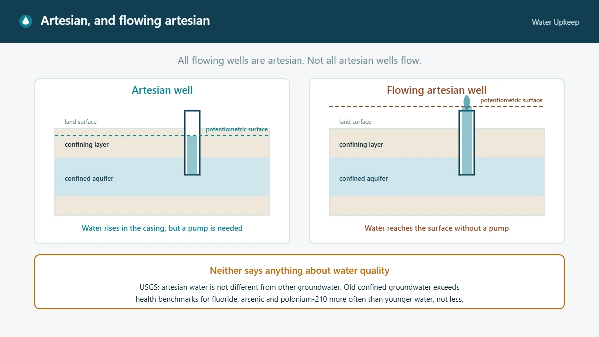 Side-by-side diagram of an artesian well, where water rises in the casing above the aquifer but still needs a pump, and a flowing artesian well, where the potentiometric surface sits above the land surface so water flows without pumping.
