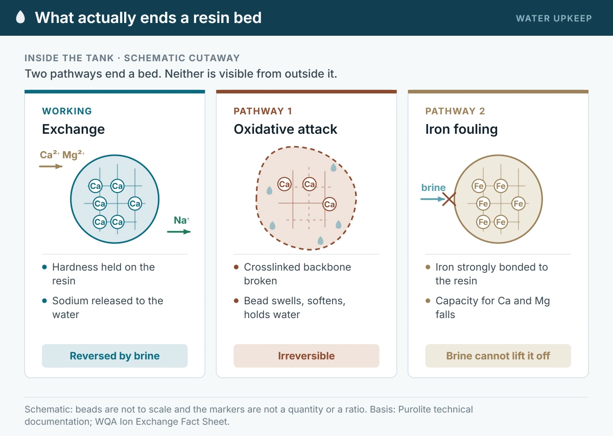 Cutaway comparison of three ion exchange resin bead states: a working bead holding hardness and releasing sodium, a bead damaged by oxidative attack with a broken crosslinked backbone and retained water, and a bead fouled with iron that brine regeneration cannot lift off.
